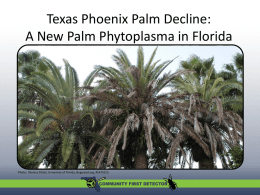 New palm phytoplasma in Florida: - university of florida entomology