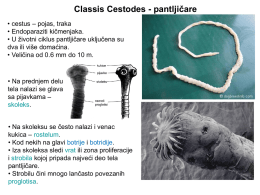 Classis Cestodes