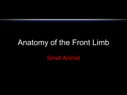 Anatomy of the Front Leg