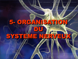organisation du système nerveux
