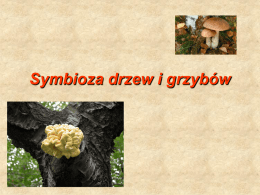 Symbioza drzew i grzybów