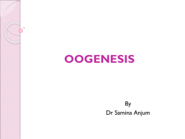 3-Oogenesis