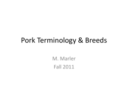 Pork Terminology & Breeds