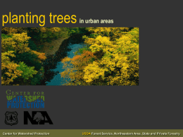 Planting Trees in Urban Areas
