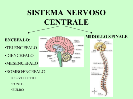 sistema nervoso centrale encefalo