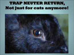 Trap, Neuter, Return: A Case Study