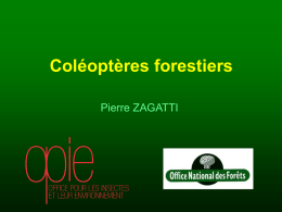 Coléos-Forêts_2012