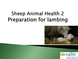 Sheep Animal Health Week 2 6.92MB