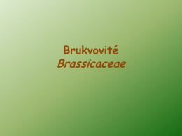 Brukvovite - PSNV