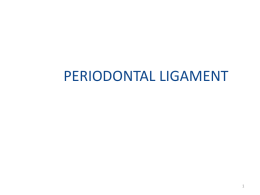 Periodontal ligament