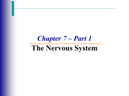 Nervous System Part 1