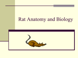 Rat Anatomy and Biology 1st