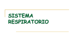 Sistema_respiratorio