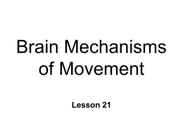 Brain Mechanisms of Movement