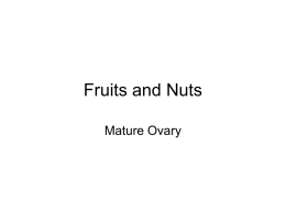 Fruits and Nuts