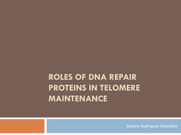 Roles of DNA Repair Proteins in Telomere Maintenance
