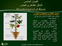 الجذور المتخصصة Specialized roots