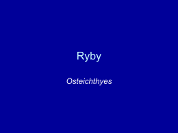 Ryby-web