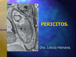 pericitos. presentacin