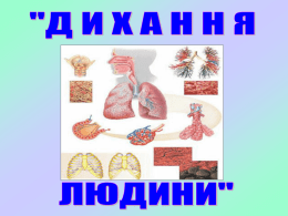 Органи дихання