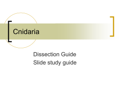 Cnidaria