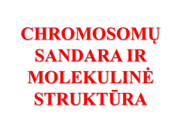 chromosomų sandara ir molekulinė struktūra