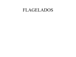 0826_Flagelados