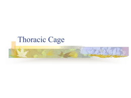 7.8 thoracic cage