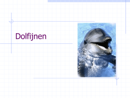 Dolfijnen - KU Leuven Kulak