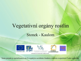 308_vegetativní orgány rostlin