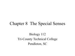 Chapter 8 The Special Senses - Tri