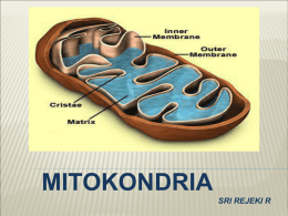 mitokondria5 - HIMBIO UNPAD