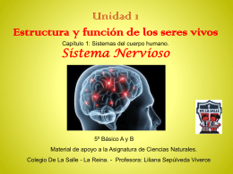 Sistema Nervioso - Colegios De La Salle