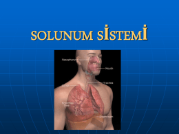 2.Solunum Sistemi Organları Burun