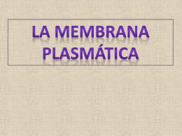 Membrana plasmática. - IES Norba Caesarina