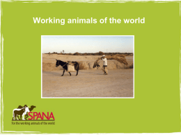 So what is a working animal?