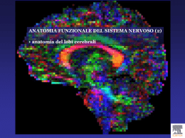 2 anatomia generale - neuropsicologiaeneuropsichiatria.it