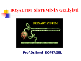 Boşaltım Sistemi Embriolojisi (Power Point)