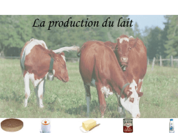 production de lait