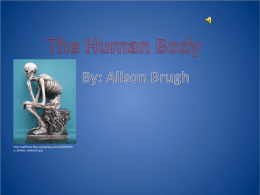 What`s Inside Our Bodies?