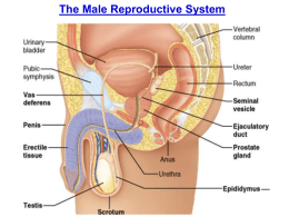 The Male Reproductive System (PowerPoint)