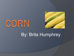 Corn.Brita - Facultypages.morris.umn.edu
