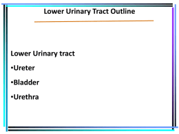 Lower Urinary Tract
