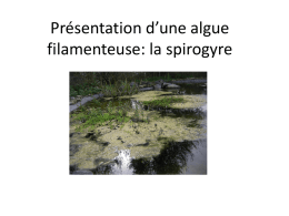 Pr&eacute;sentation d`une algue filamenteuse: la spirogyre