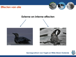 powerpoint over wat de effecten zijn van olie op vogels.