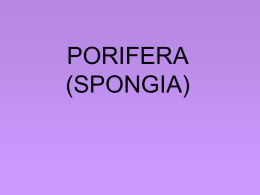 PORIFERA (SPONGIA)