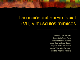 Disección del nervio facil (VII) y músculos mímicos