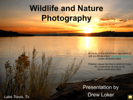 Wildlife and Nature Photography