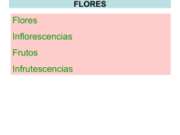 Inflorescencias, flores y frutos-II-2014