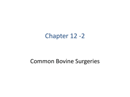 chapter12bovinesurgical_2 - Dr. Brahmbhatt`s Class Handouts